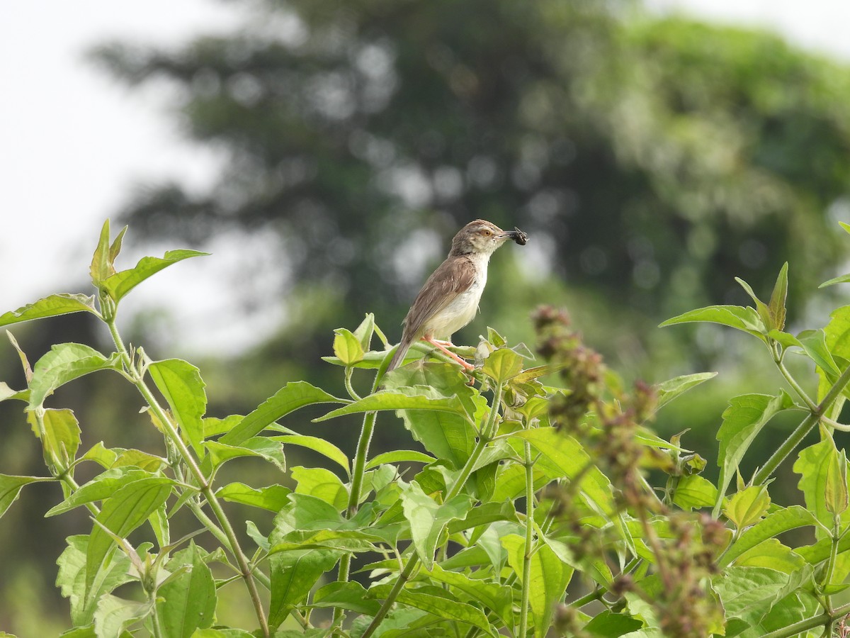 Plain Prinia - ML625717632