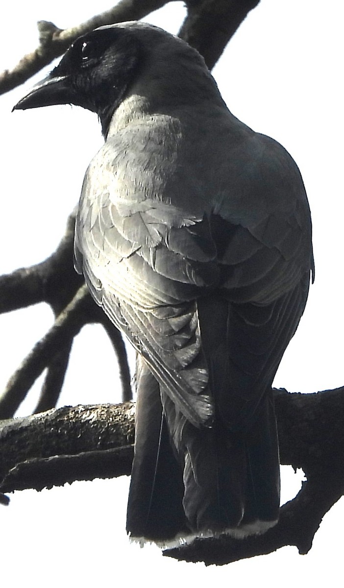 Black-faced Cuckooshrike - ML625717633