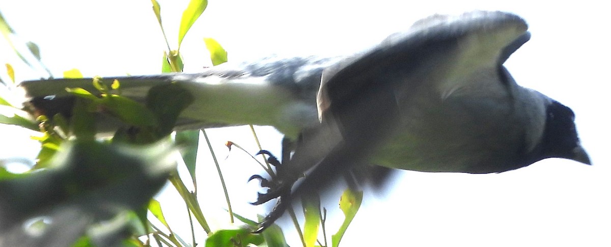 Black-faced Cuckooshrike - ML625717634