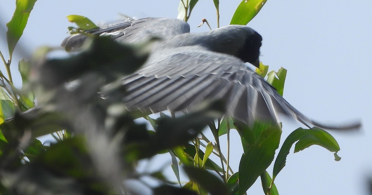 Black-faced Cuckooshrike - ML625717635