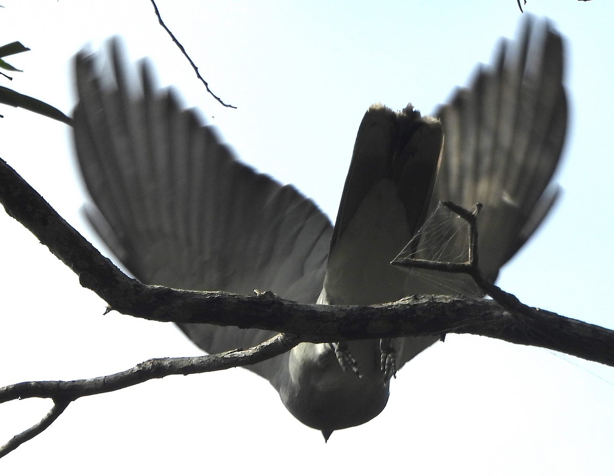 Black-faced Cuckooshrike - ML625717636