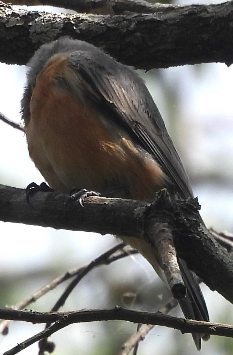 Rufous Whistler - ML625717649