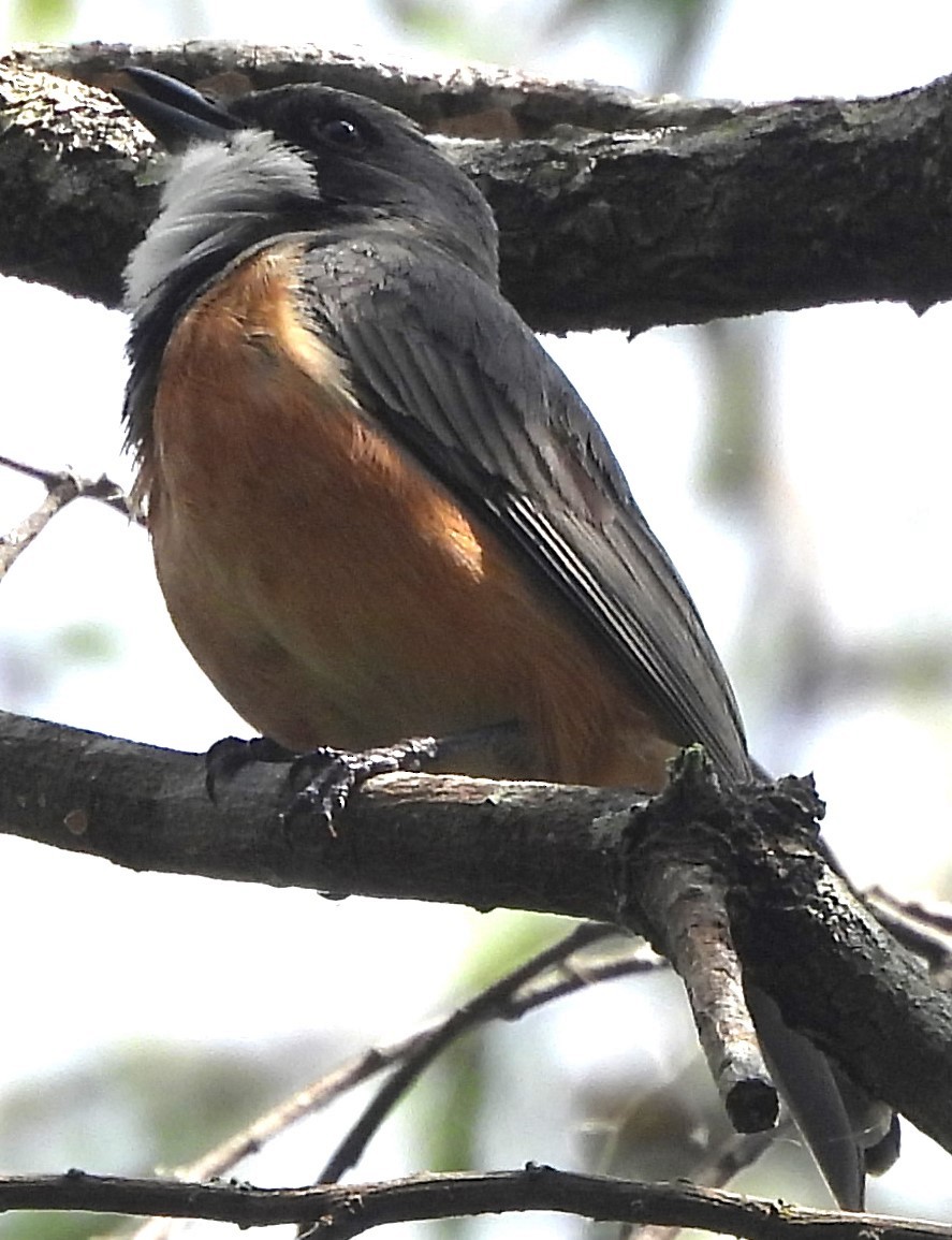 Rufous Whistler - ML625717650