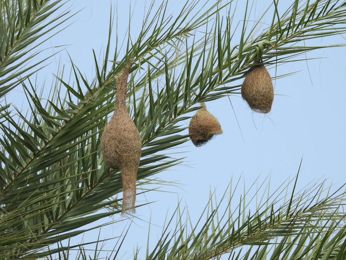 Baya Weaver - ML625717653