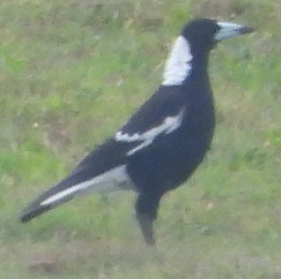 Australian Magpie - ML625717670