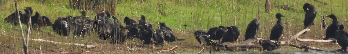 Little Black Cormorant - ML625717719