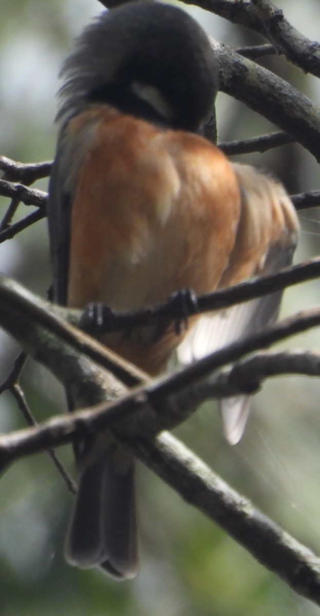 Rufous Whistler - ML625717723