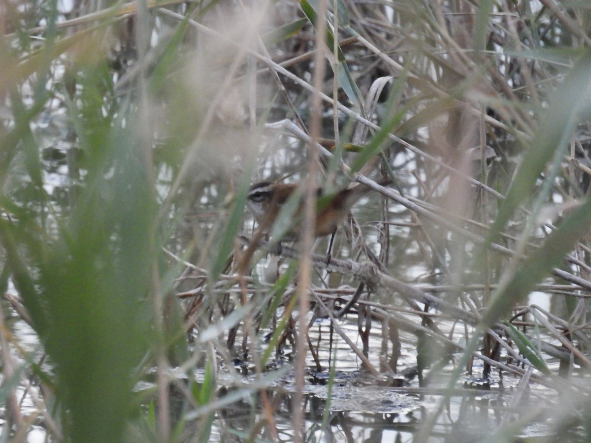 Moustached Warbler - ML625717732