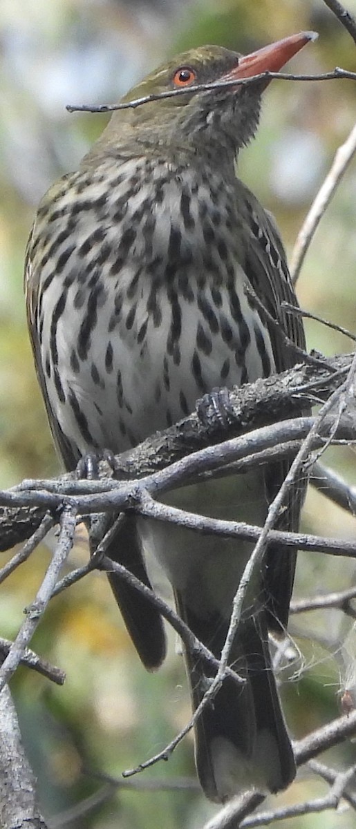 Olive-backed Oriole - ML625717742