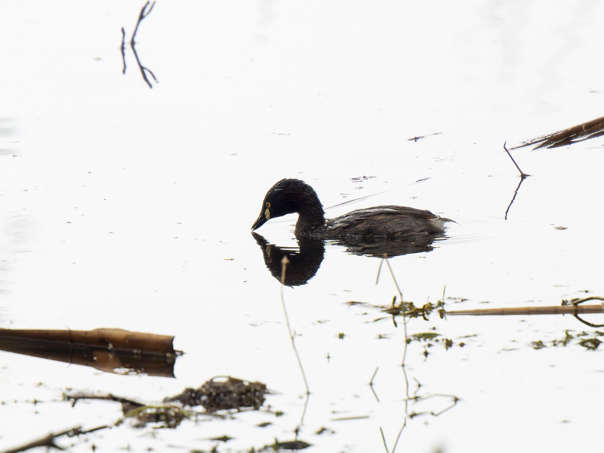 Australasian Grebe - ML625717986