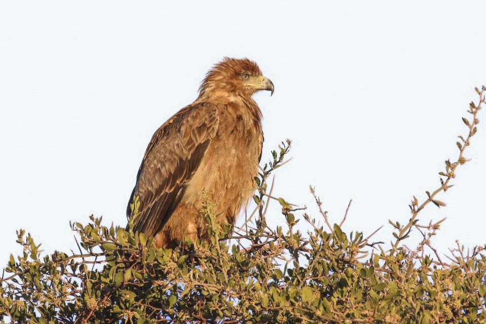 Tawny Eagle - ML625718102