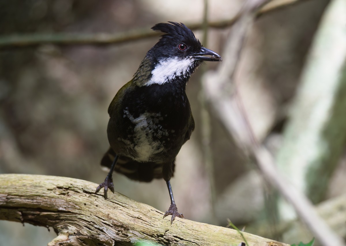 Eastern Whipbird - ML625718180