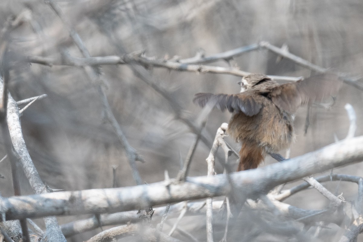 Necklaced Spinetail (La Libertad) - ML625718242
