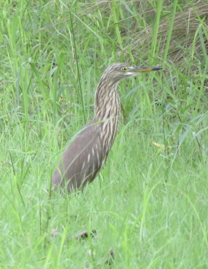 pond-heron sp. - ML625718461