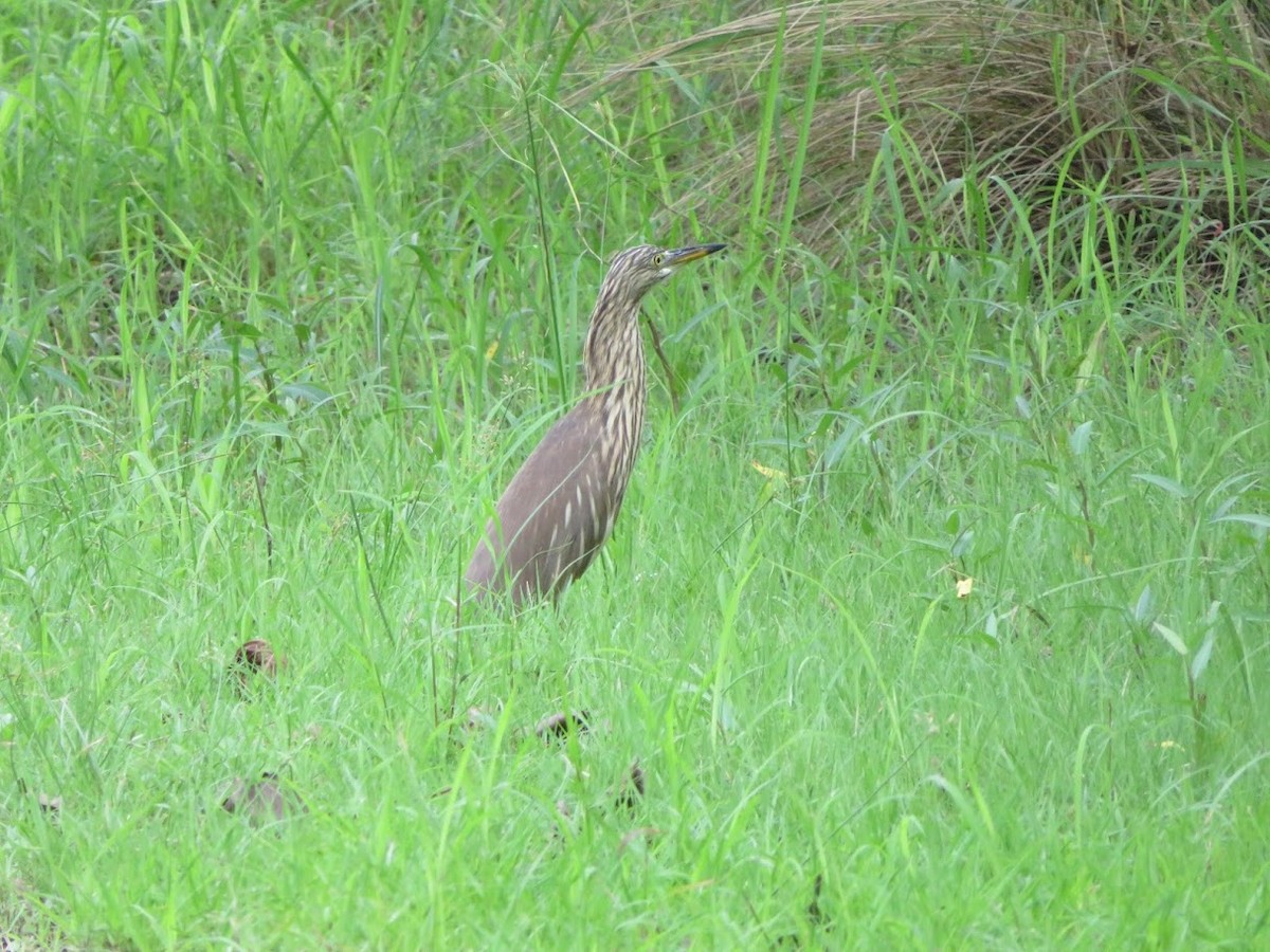 pond-heron sp. - ML625718462
