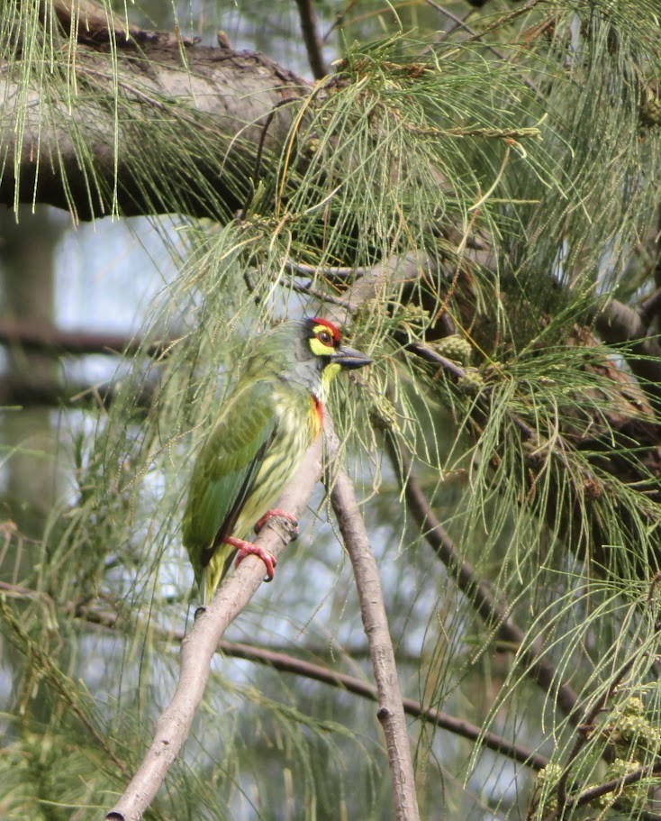 Coppersmith Barbet - ML625718489