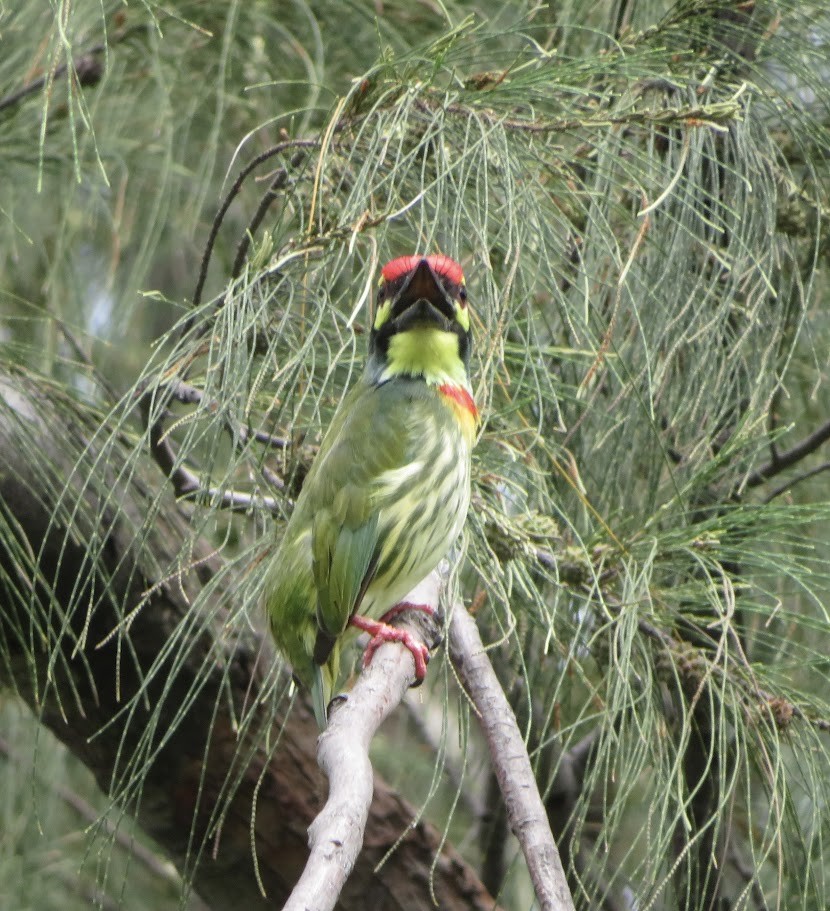 Coppersmith Barbet - ML625718492