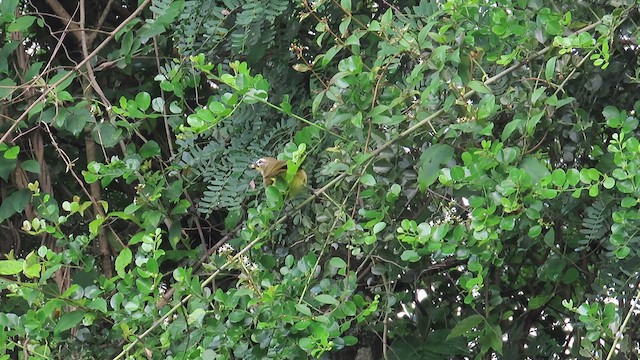 White-browed Bulbul - ML625718654