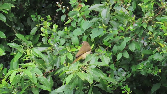 White-browed Bulbul - ML625718656