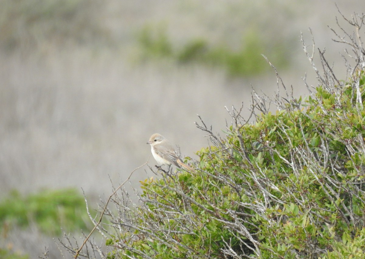 Isabelline Shrike - ML625718686