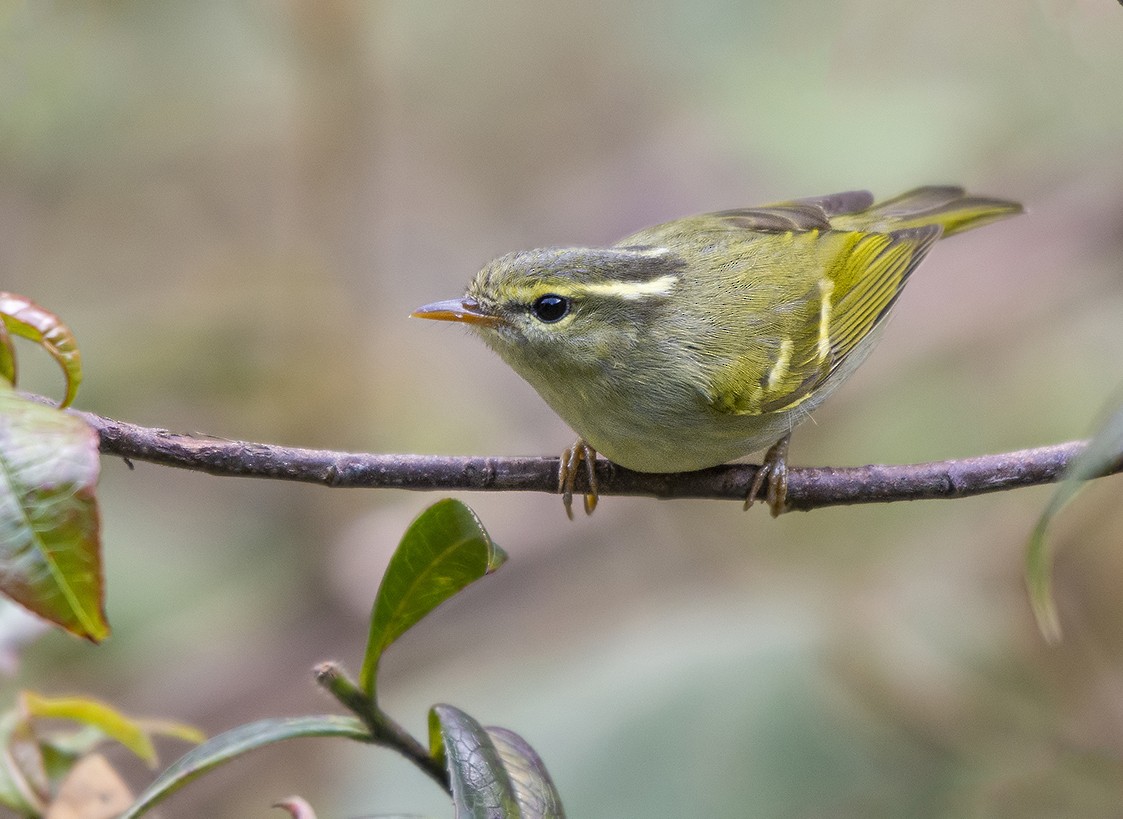 Blyth's Leaf Warbler - ML625718829