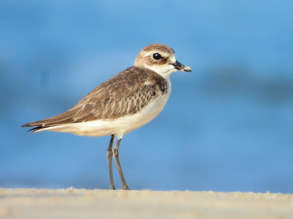 Tibetan Sand-Plover - ML625718841