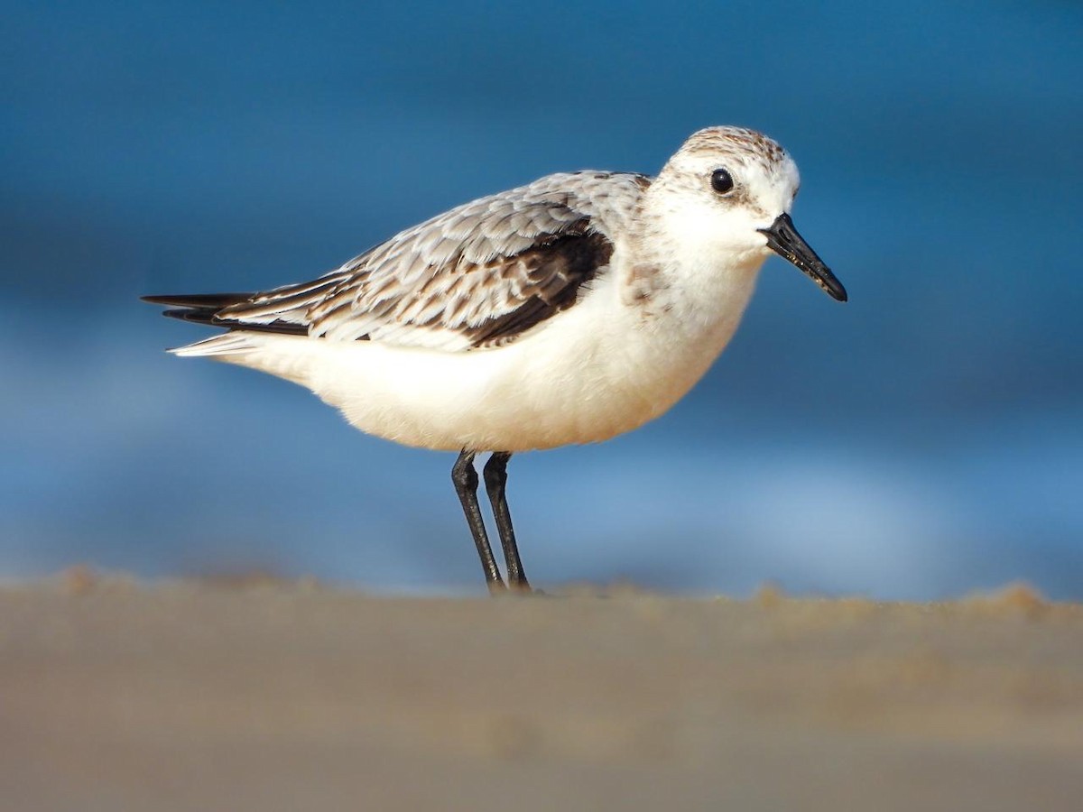 Sanderling - ML625718843