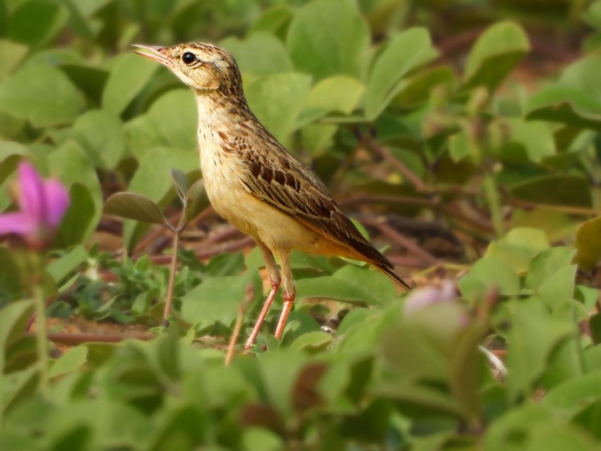 Paddyfield Pipit - ML625718877