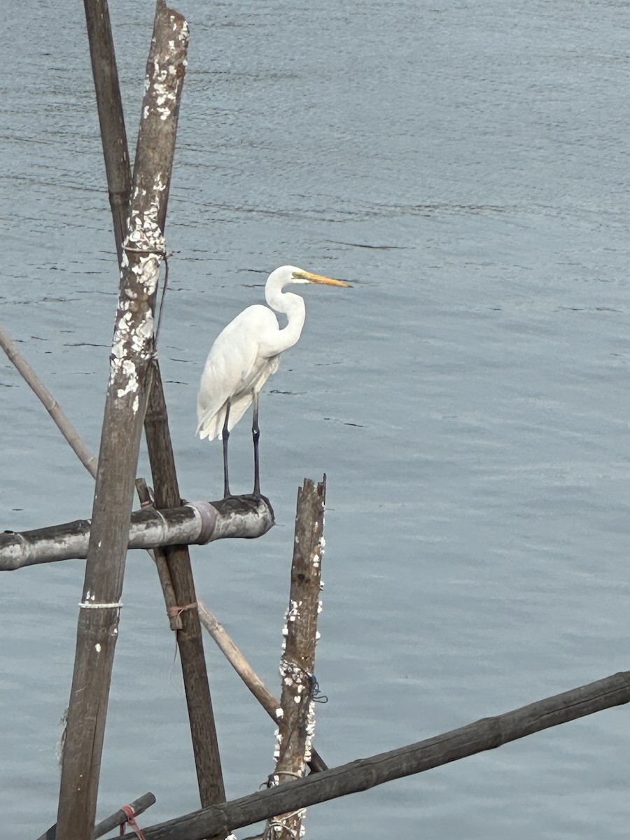 Great Egret - ML625718902