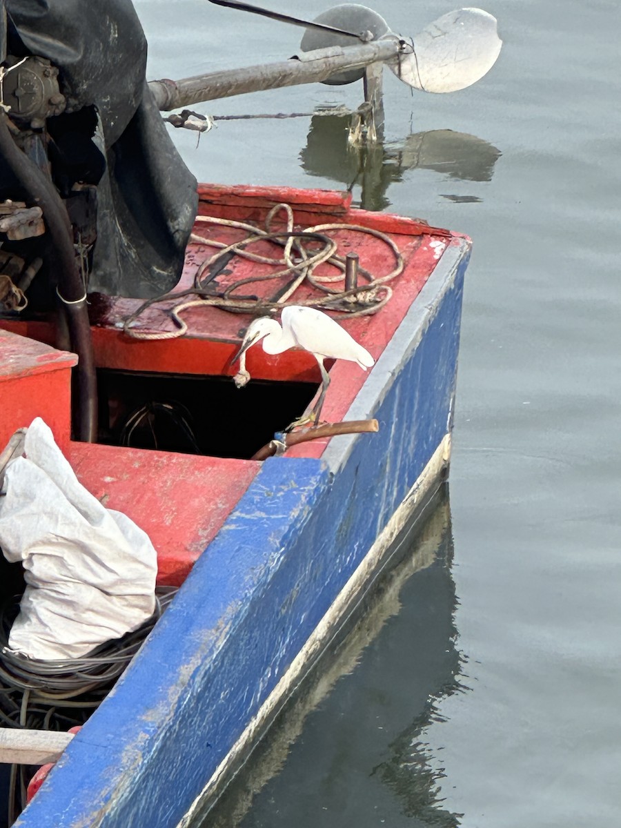 Little Egret - ML625718913