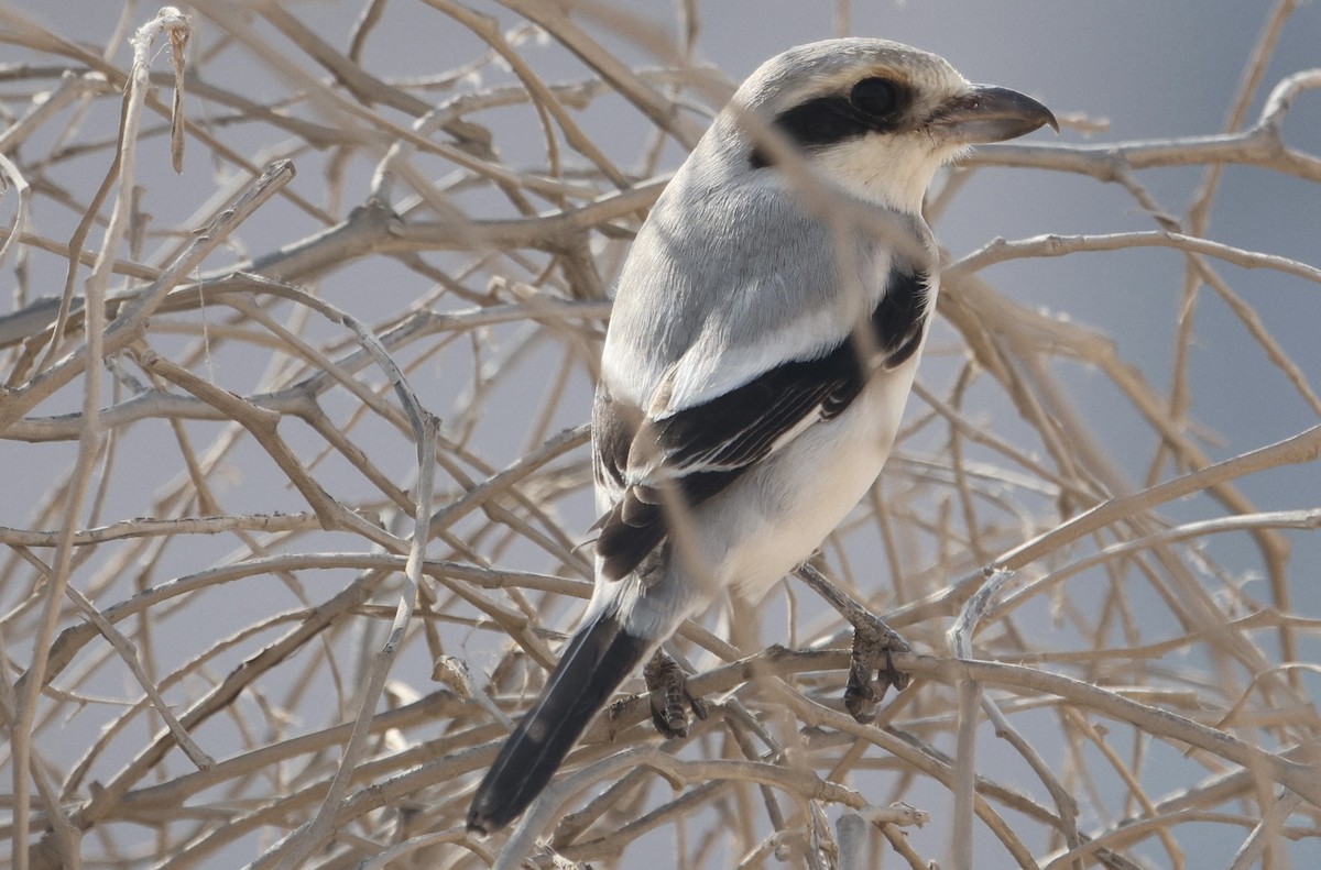 Great Gray Shrike (Steppe) - ML625718930