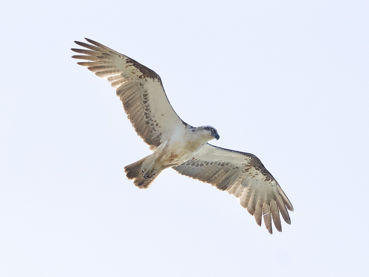 fiskeørn - ML625718948