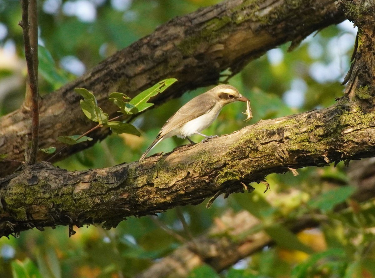 Common Woodshrike - ML625718992