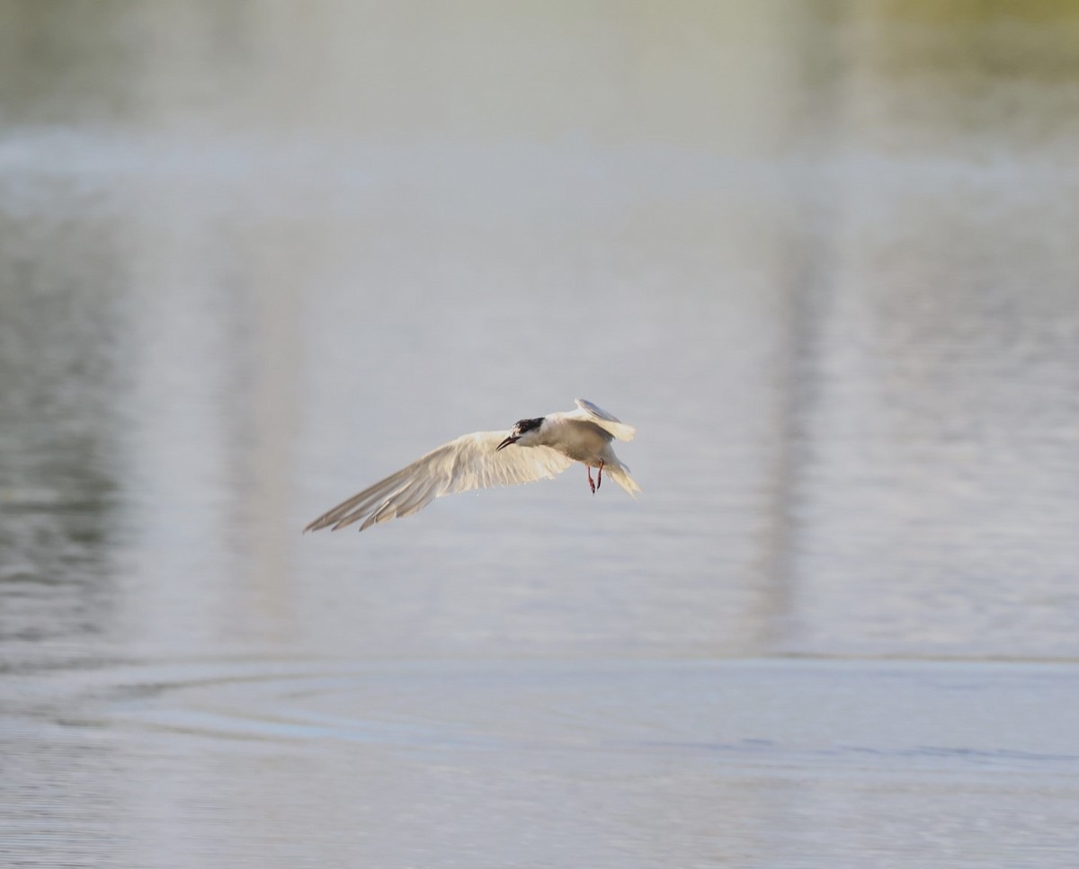 Common Tern - ML625718993