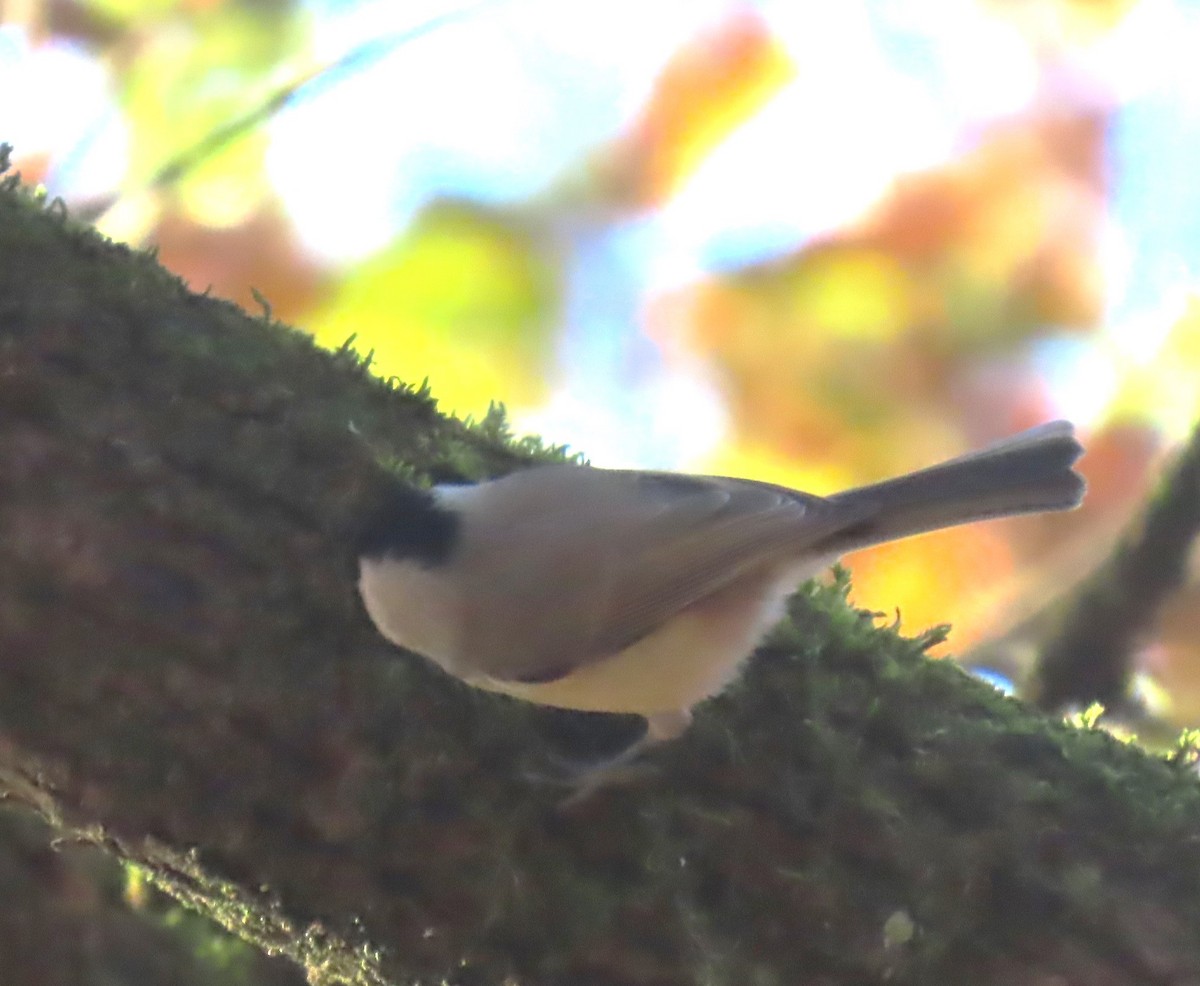 Mésange nonnette - ML625719343
