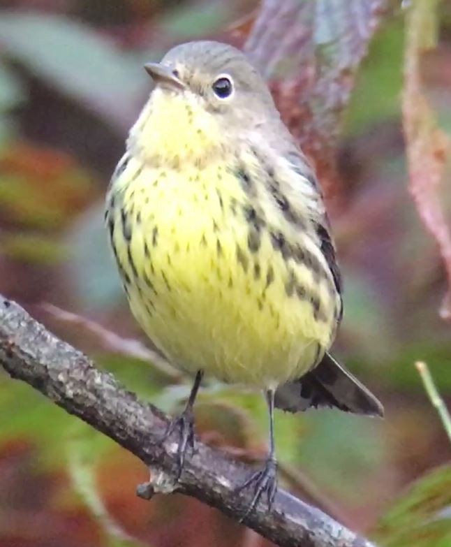 Kirtland's Warbler - ML625719406