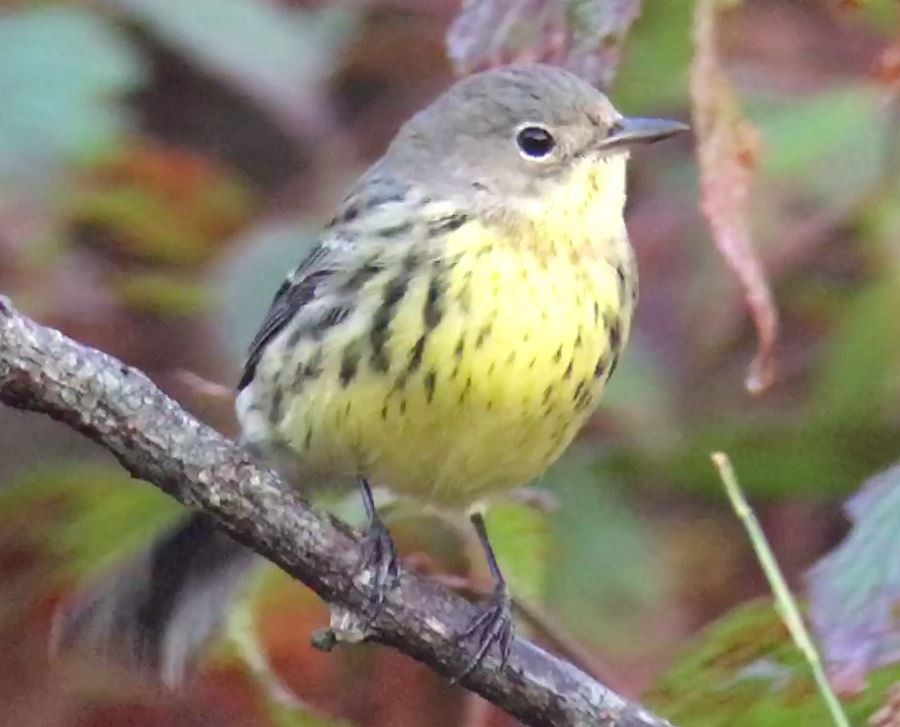 Kirtland's Warbler - ML625719408