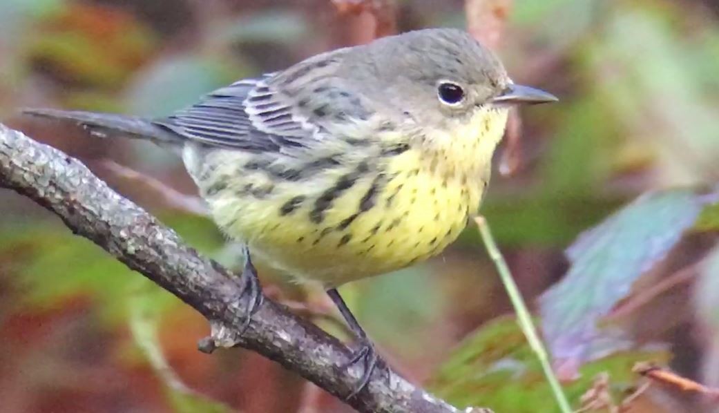 Kirtland's Warbler - ML625719410