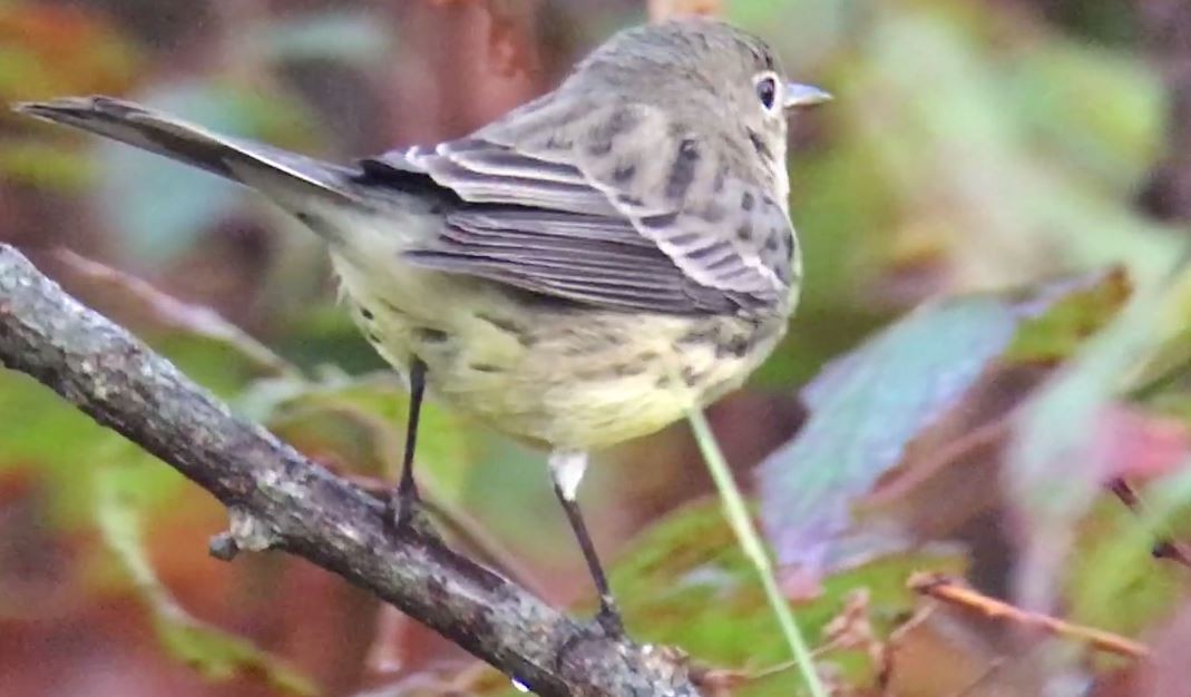 Kirtland's Warbler - ML625719411