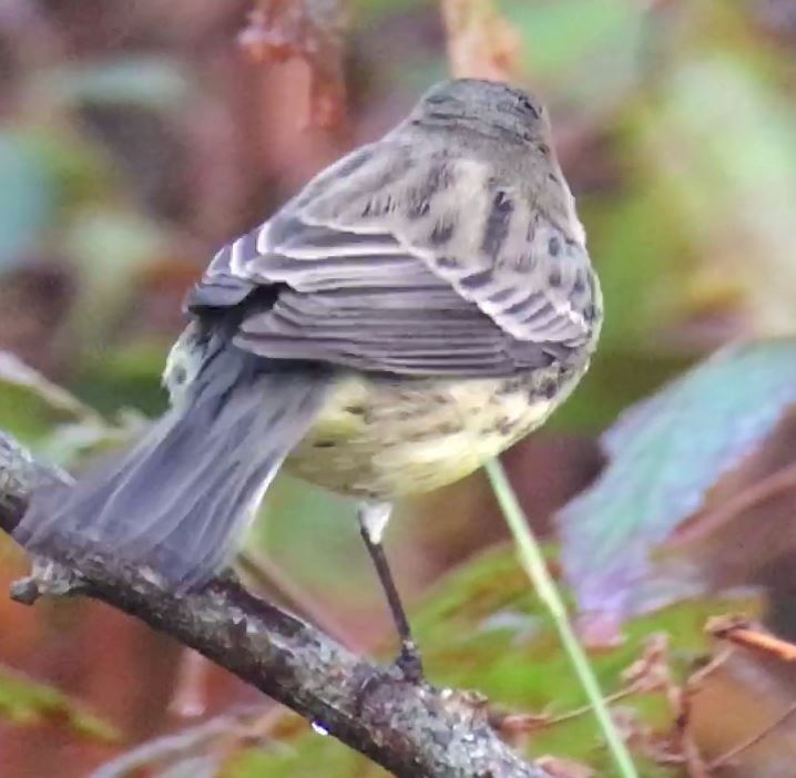 Kirtland's Warbler - ML625719412