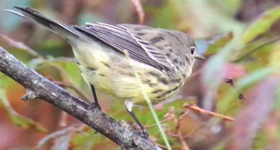 Kirtland's Warbler - ML625719415