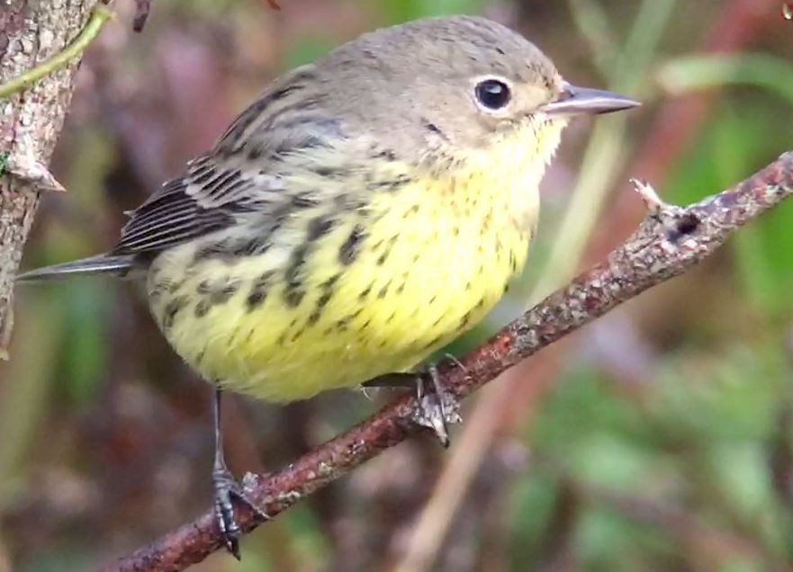 Kirtland's Warbler - ML625719418