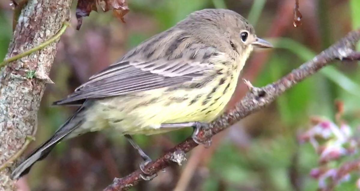 Kirtland's Warbler - ML625719420