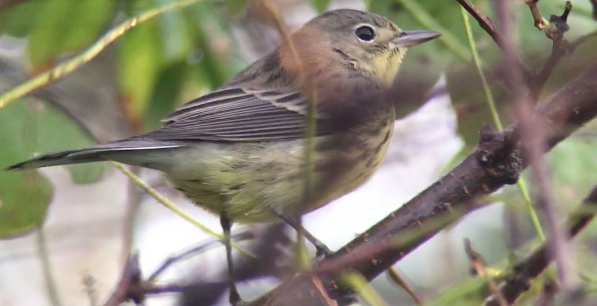 Kirtland's Warbler - ML625719423