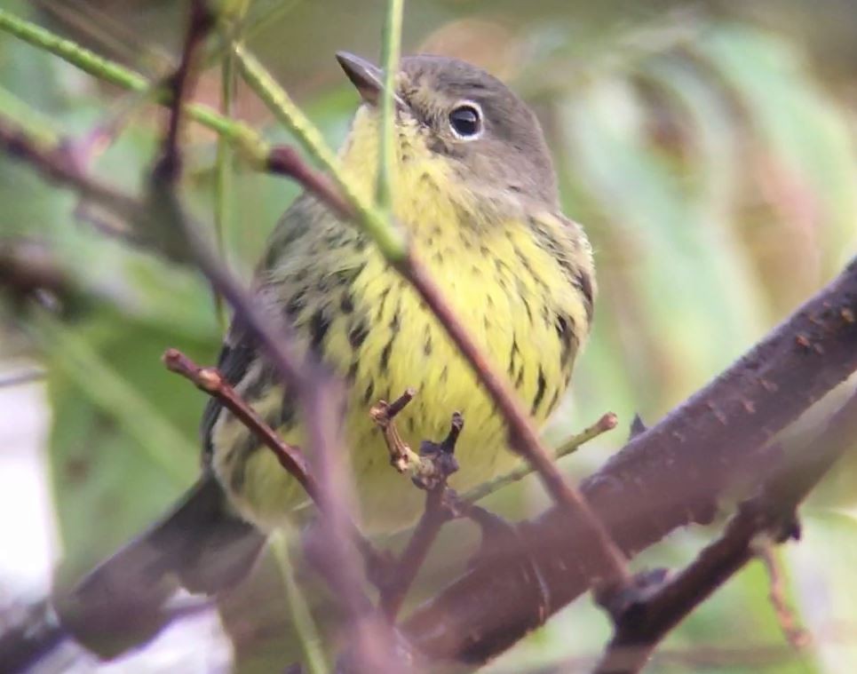 Kirtland's Warbler - ML625719424