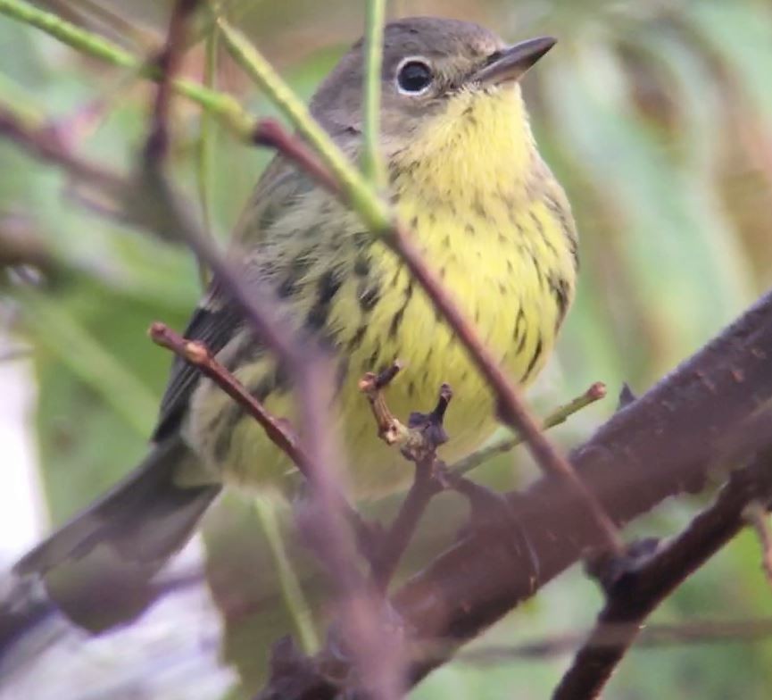 Kirtland's Warbler - ML625719425