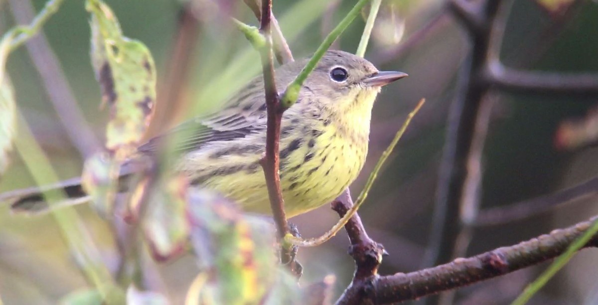 Kirtland's Warbler - ML625719427