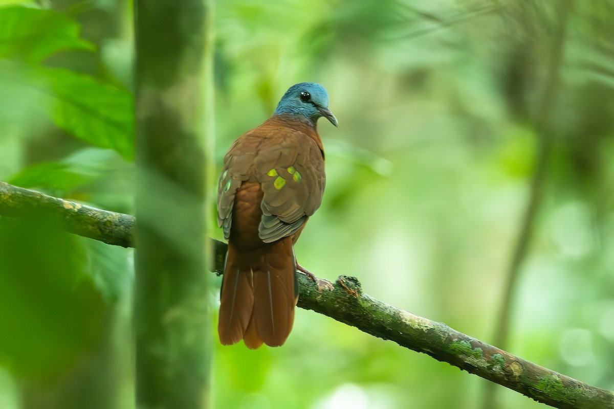 Blue-headed Wood-Dove - ML625719431