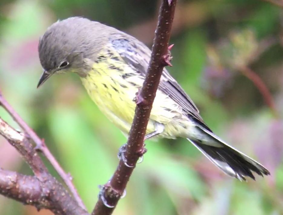 Kirtland's Warbler - ML625719458