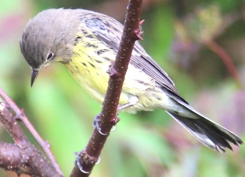 Kirtland's Warbler - ML625719460